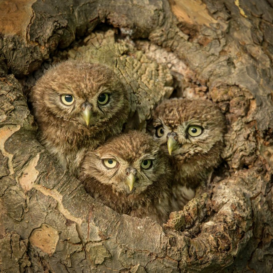 Foto Gertrud Scheele