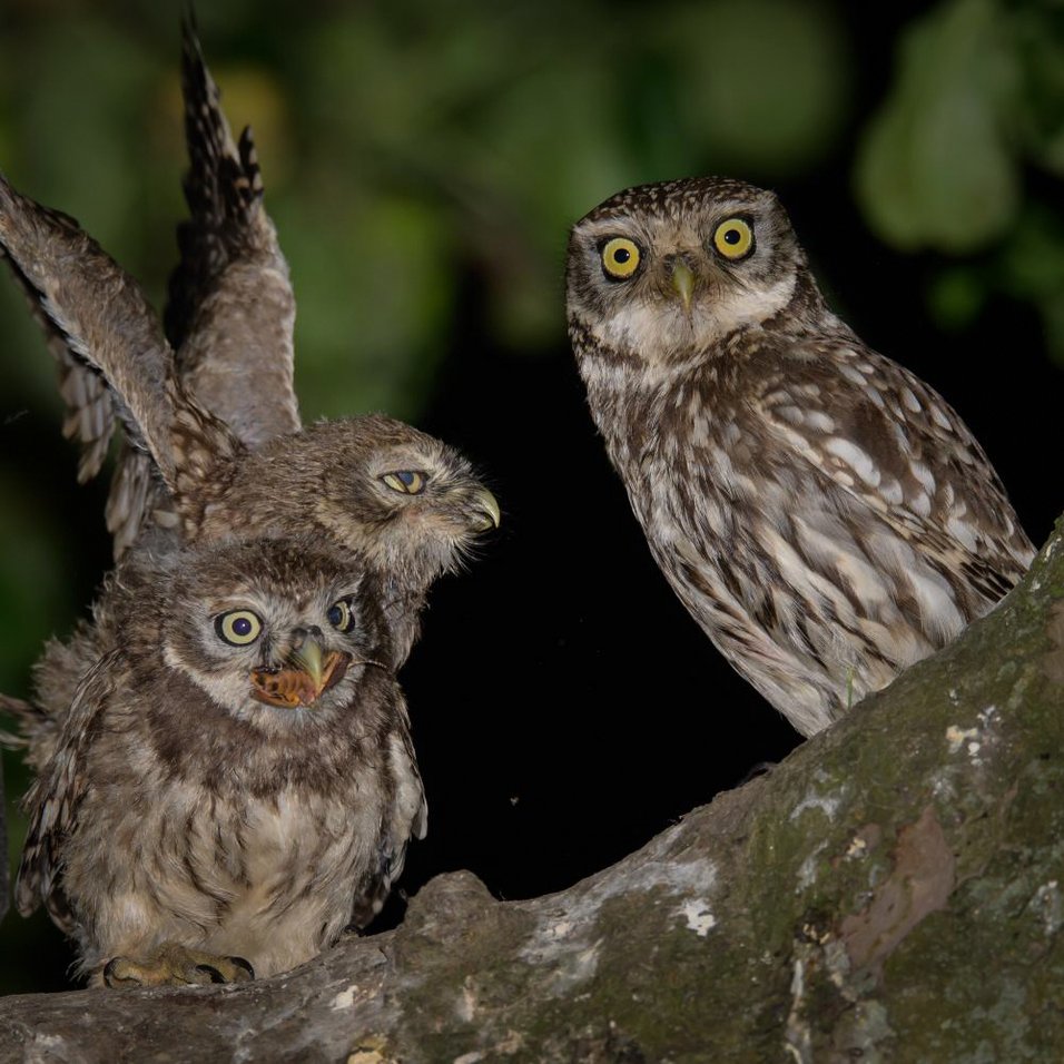 Foto Gertrud Scheele