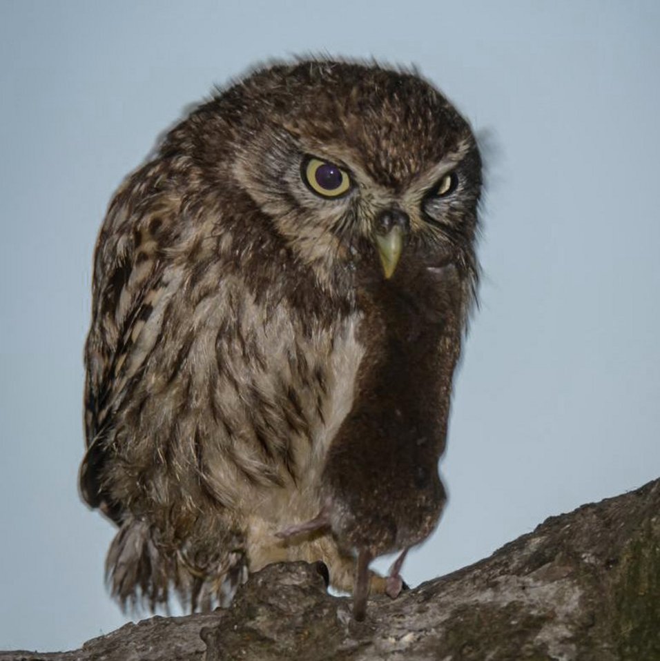 Foto Gertrud Scheele