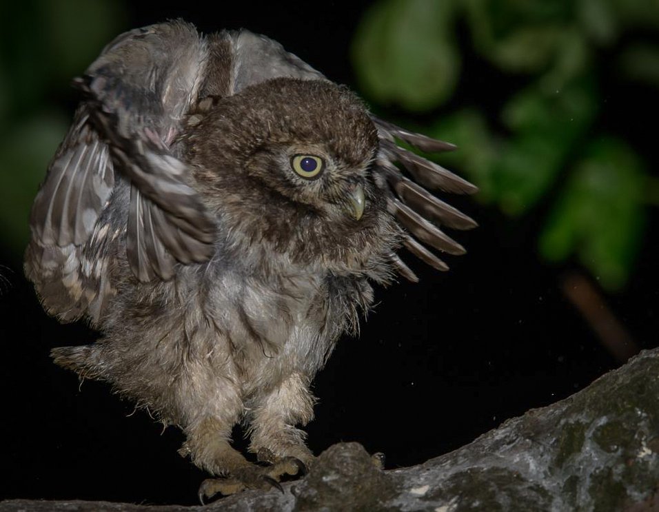 Foto Gertrud Scheele